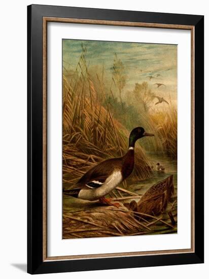 Mallard Duck-F.W. Kuhnert-Framed Art Print