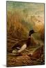 Mallard Duck-F.W. Kuhnert-Mounted Art Print