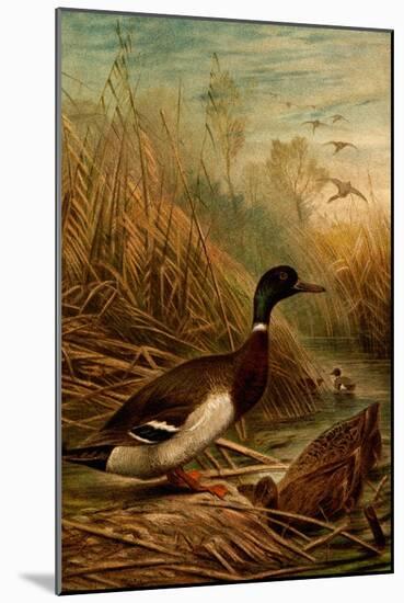 Mallard Duck-F.W. Kuhnert-Mounted Art Print