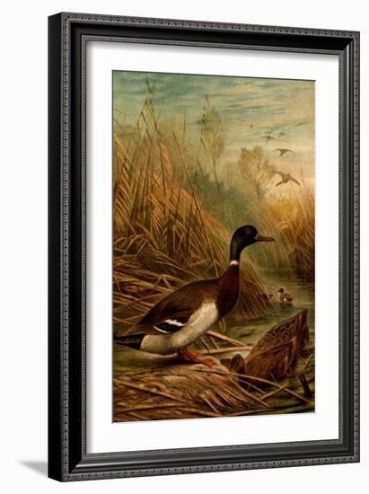 Mallard Duck-F.W. Kuhnert-Framed Art Print