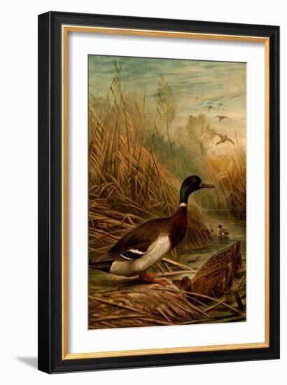 Mallard Duck-F.W. Kuhnert-Framed Art Print