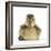 Mallard Duckling (Anas Platyrhynchos) Portrait, Sitting, Aged 1 Week-Mark Taylor-Framed Photographic Print