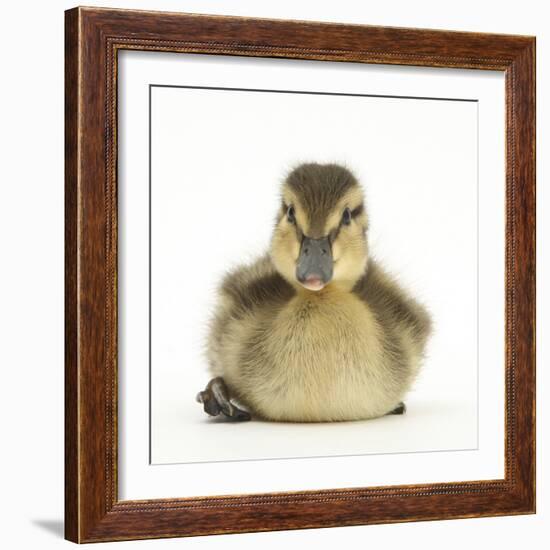 Mallard Duckling (Anas Platyrhynchos) Portrait, Sitting, Aged 1 Week-Mark Taylor-Framed Photographic Print