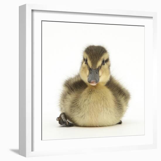 Mallard Duckling (Anas Platyrhynchos) Portrait, Sitting, Aged 1 Week-Mark Taylor-Framed Photographic Print