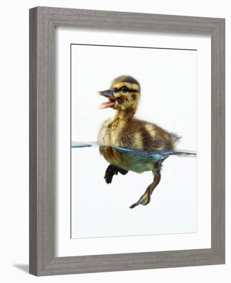 Mallard Duckling in Water-null-Framed Photographic Print