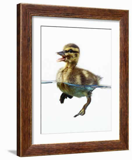 Mallard Duckling in Water-null-Framed Photographic Print