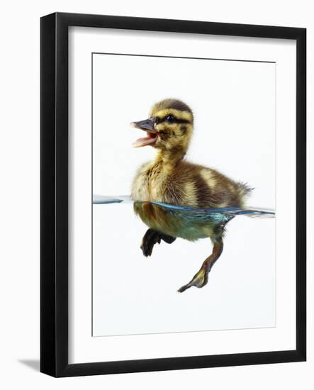 Mallard Duckling in Water--Framed Photographic Print