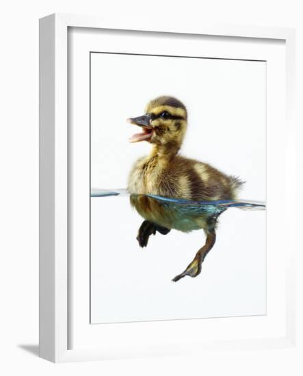 Mallard Duckling in Water-null-Framed Photographic Print