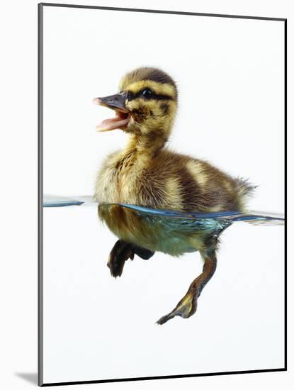 Mallard Duckling in Water-null-Mounted Photographic Print