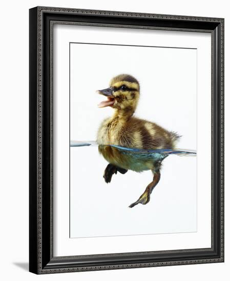 Mallard Duckling in Water-null-Framed Photographic Print