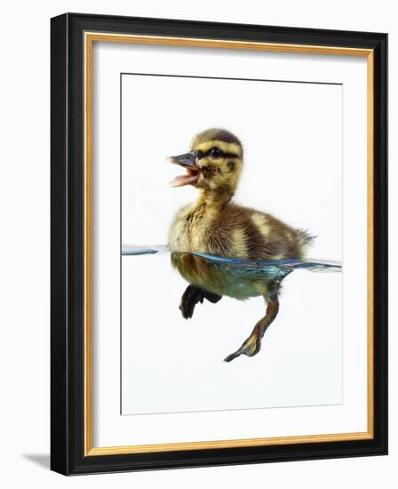 Mallard Duckling in Water-null-Framed Photographic Print