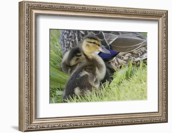 Mallard Duckling-Ken Archer-Framed Photographic Print