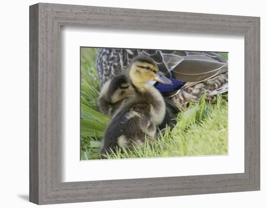 Mallard Duckling-Ken Archer-Framed Photographic Print