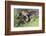 Mallard Duckling-Ken Archer-Framed Photographic Print