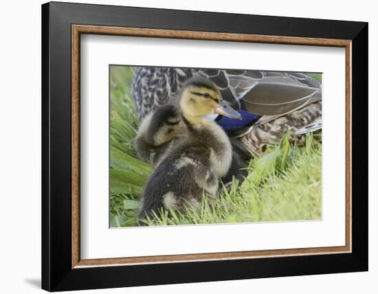 Mallard Duckling-Ken Archer-Framed Photographic Print