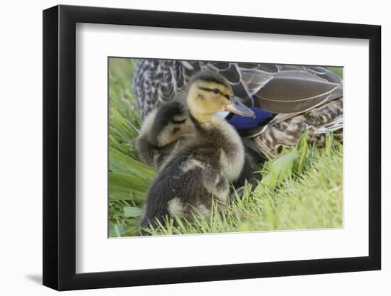 Mallard Duckling-Ken Archer-Framed Photographic Print