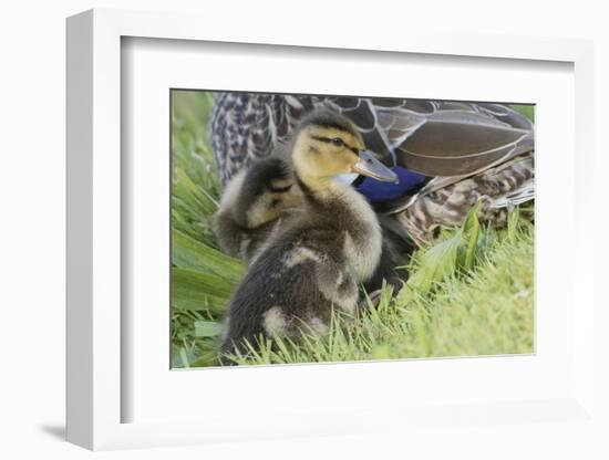 Mallard Duckling-Ken Archer-Framed Photographic Print