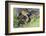 Mallard Duckling-Ken Archer-Framed Photographic Print