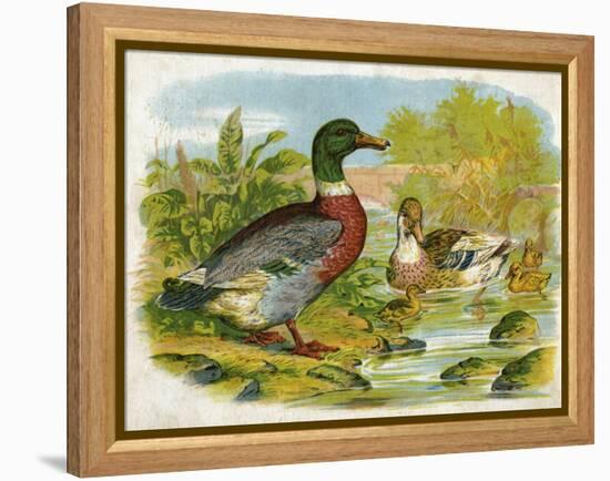 Mallard Ducks and Ducklings-null-Framed Stretched Canvas