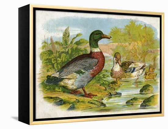 Mallard Ducks and Ducklings-null-Framed Stretched Canvas