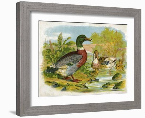 Mallard Ducks and Ducklings-null-Framed Art Print