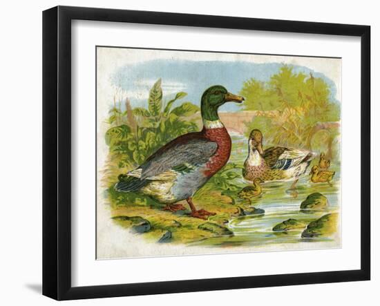 Mallard Ducks and Ducklings-null-Framed Art Print