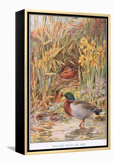 Mallard Ducks and Nest, Illustration from 'Country Days and Country Ways'-Louis Fairfax Muckley-Framed Premier Image Canvas