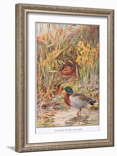 Mallard Ducks and Nest, Illustration from 'Country Days and Country Ways'-Louis Fairfax Muckley-Framed Giclee Print