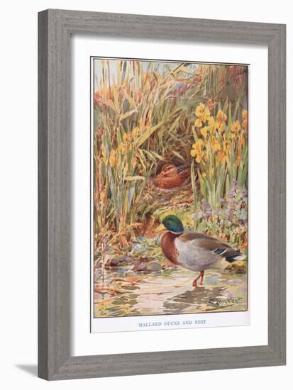 Mallard Ducks and Nest, Illustration from 'Country Days and Country Ways'-Louis Fairfax Muckley-Framed Giclee Print