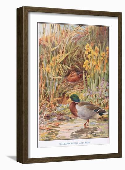 Mallard Ducks and Nest, Illustration from 'Country Days and Country Ways'-Louis Fairfax Muckley-Framed Giclee Print