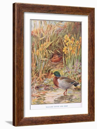 Mallard Ducks and Nest, Illustration from 'Country Days and Country Ways'-Louis Fairfax Muckley-Framed Giclee Print