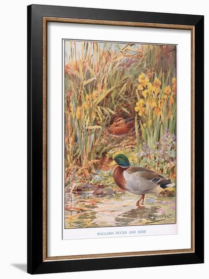 Mallard Ducks and Nest, Illustration from 'Country Days and Country Ways'-Louis Fairfax Muckley-Framed Giclee Print
