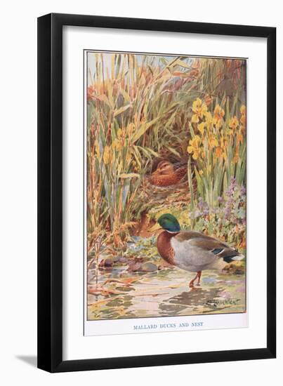 Mallard Ducks and Nest, Illustration from 'Country Days and Country Ways'-Louis Fairfax Muckley-Framed Giclee Print