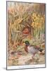 Mallard Ducks and Nest, Illustration from 'Country Days and Country Ways'-Louis Fairfax Muckley-Mounted Giclee Print