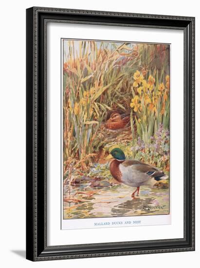 Mallard Ducks and Nest, Illustration from 'Country Days and Country Ways'-Louis Fairfax Muckley-Framed Giclee Print