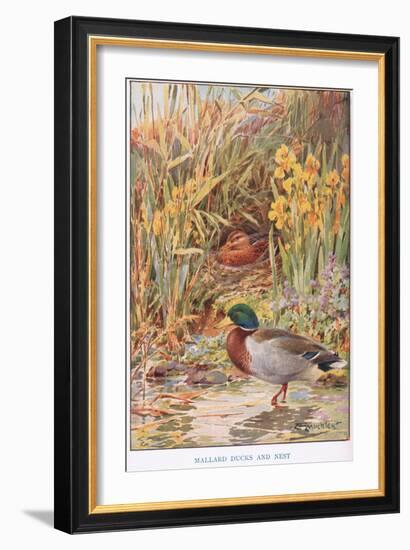 Mallard Ducks and Nest, Illustration from 'Country Days and Country Ways'-Louis Fairfax Muckley-Framed Giclee Print