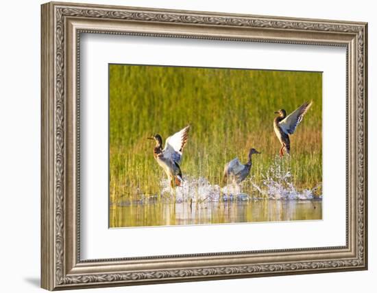 Mallard ducks takeoff from Whitefish Lake in Montana-Chuck Haney-Framed Photographic Print