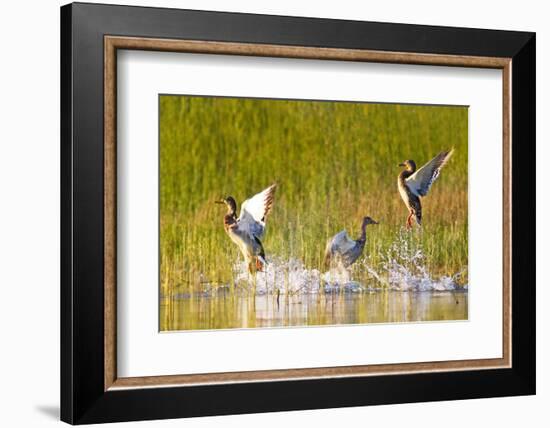 Mallard ducks takeoff from Whitefish Lake in Montana-Chuck Haney-Framed Photographic Print