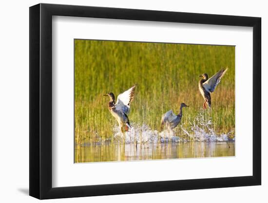 Mallard ducks takeoff from Whitefish Lake in Montana-Chuck Haney-Framed Photographic Print