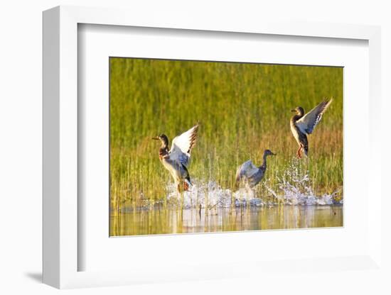 Mallard ducks takeoff from Whitefish Lake in Montana-Chuck Haney-Framed Photographic Print