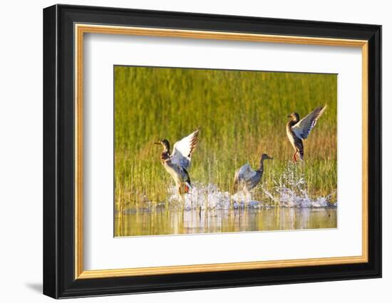 Mallard ducks takeoff from Whitefish Lake in Montana-Chuck Haney-Framed Photographic Print