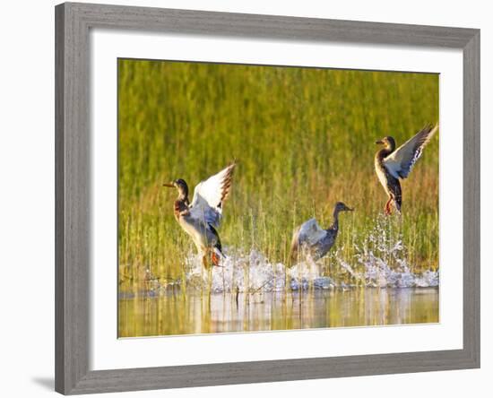 Mallard Ducks Takeoff From Whitefish Lake, Montana, USA-Chuck Haney-Framed Photographic Print