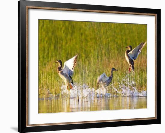 Mallard Ducks Takeoff From Whitefish Lake, Montana, USA-Chuck Haney-Framed Photographic Print