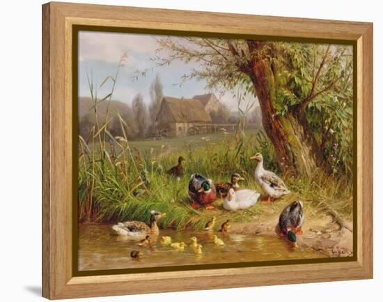 Mallard Ducks with their Ducklings-Carl Jutz-Framed Premier Image Canvas