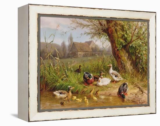 Mallard Ducks with their Ducklings-Carl Jutz-Framed Premier Image Canvas