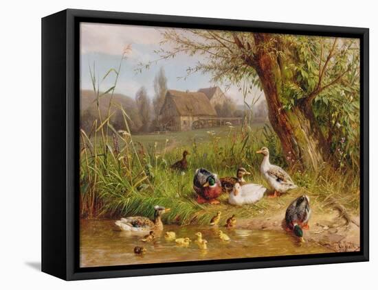 Mallard Ducks with their Ducklings-Carl Jutz-Framed Premier Image Canvas