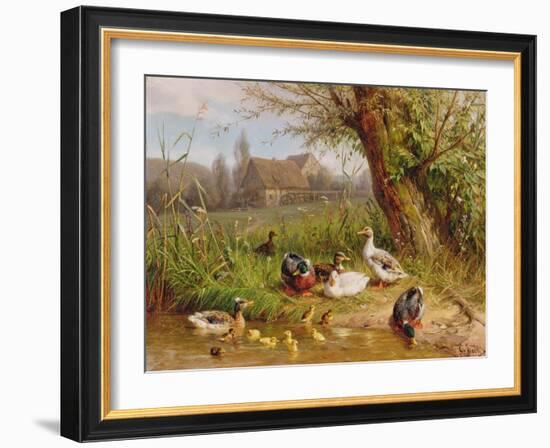 Mallard Ducks with their Ducklings-Carl Jutz-Framed Giclee Print