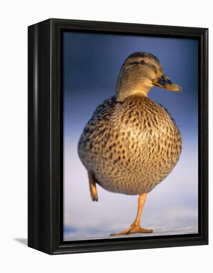 Mallard Female Duck Standing on One Leg on Ice, Highlands, Scotland, UK-Pete Cairns-Framed Premier Image Canvas