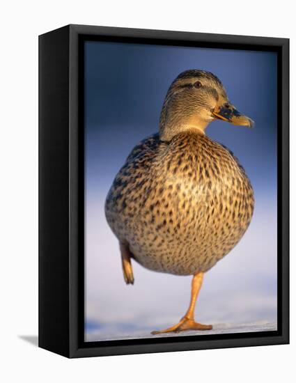 Mallard Female Duck Standing on One Leg on Ice, Highlands, Scotland, UK-Pete Cairns-Framed Premier Image Canvas