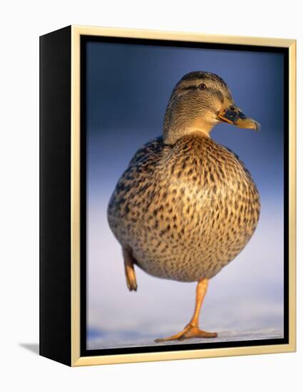 Mallard Female Duck Standing on One Leg on Ice, Highlands, Scotland, UK-Pete Cairns-Framed Premier Image Canvas